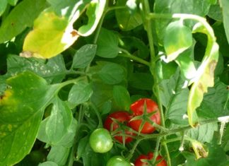 Come si raccolgono gli ortaggi e le piante aromatiche 955 0 Come si raccolgono gli ortaggi e le erbe aromatiche